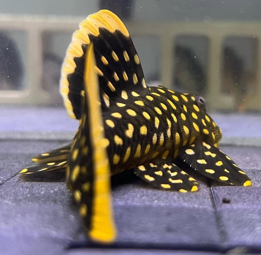Gelbsaumwels L177 – Baryancistrus xanthellus 'L177' 🟡🐟  ca. 8-12 cm