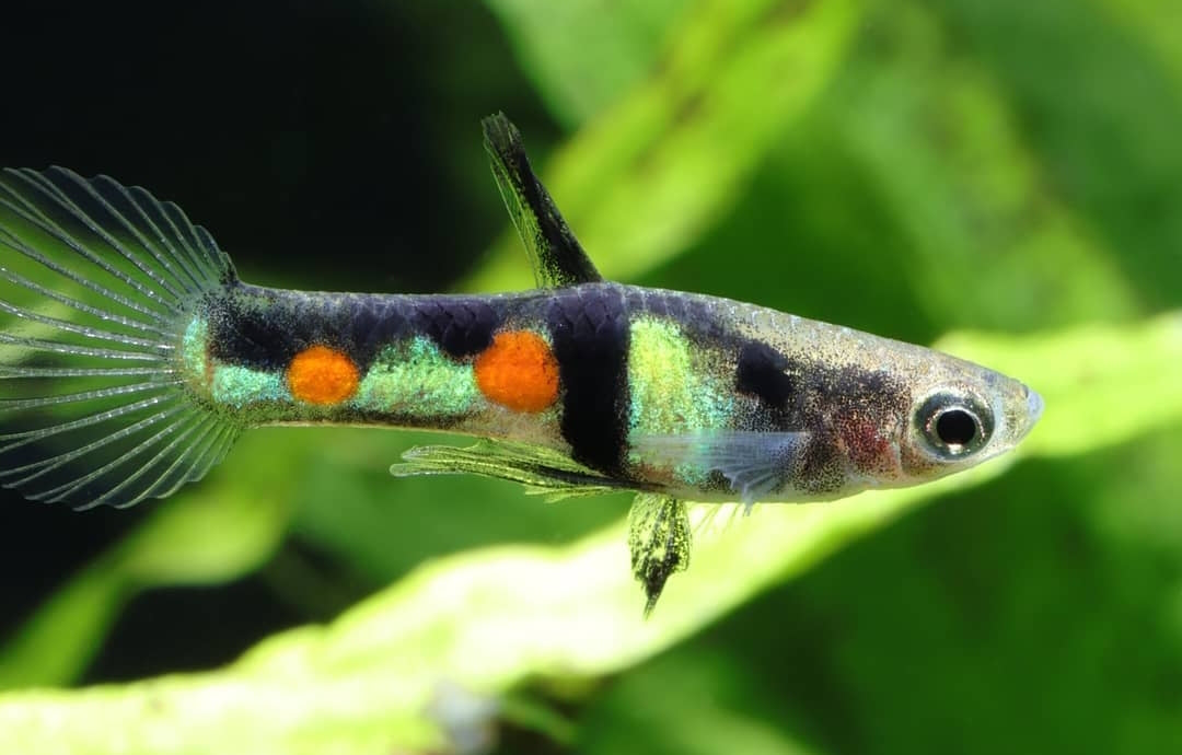 Poecilia wingei „El Tigre“ – Wildform 🐠🌿