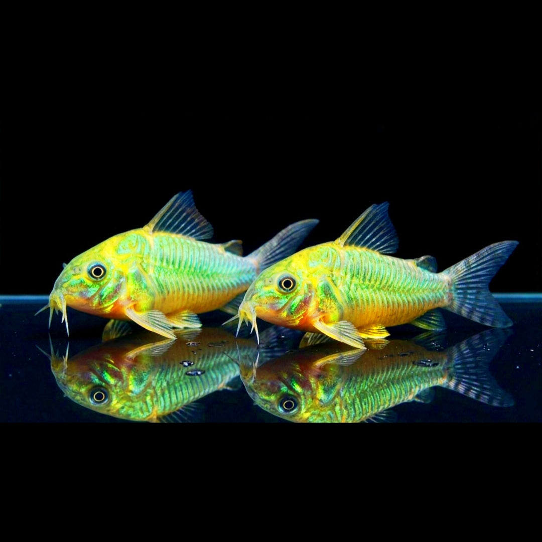 Smaragd-Panzerwels – Brochis splendens 🐟