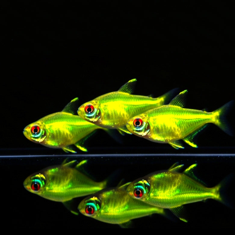 Zitronensalmler – Hyphessobrycon pulchripinnis 🍋✨