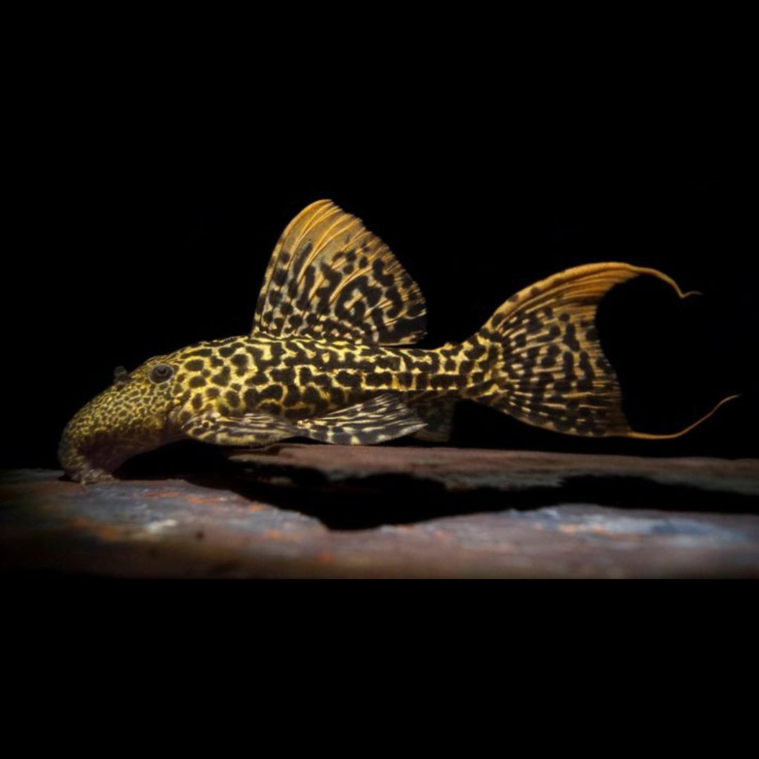 Titanic-Kaktuswels – L273 🧡  
(Pseudacanthicus sp. "orange")