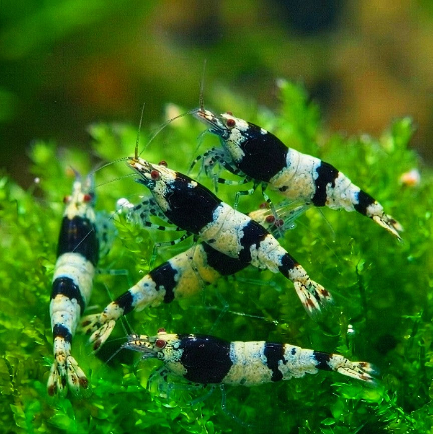 Caridina logemanni - Zwerggarnele 🐼 "Black Bee" K2-K4