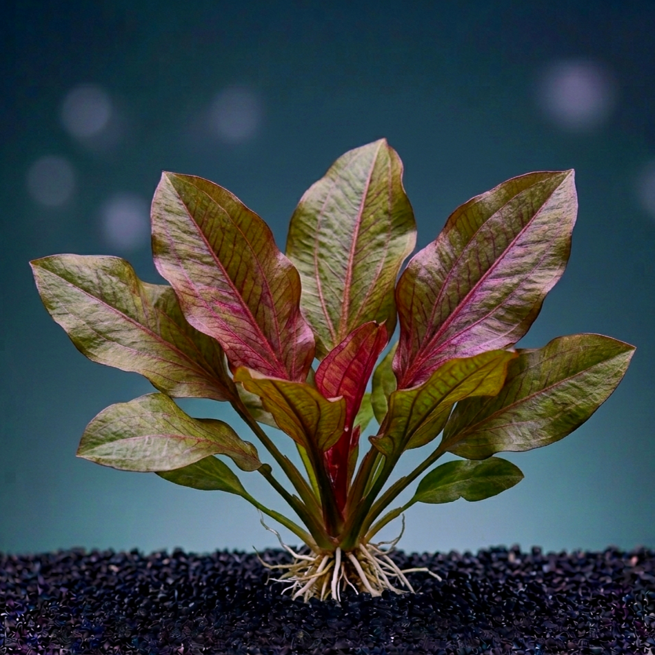 Echinodorus Dschungelstar Nr. 2 'Kleiner Bär' / Dennerle-Plants