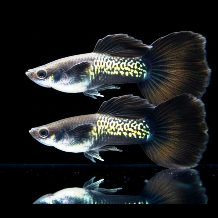 Hochzucht Guppy - Black Cobra