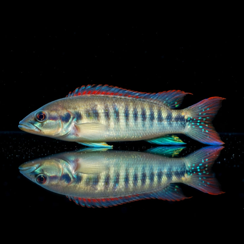 Hechtbuntbarsch "Belly Crawler" – Crenicichla spec. BELLY CRAWLER