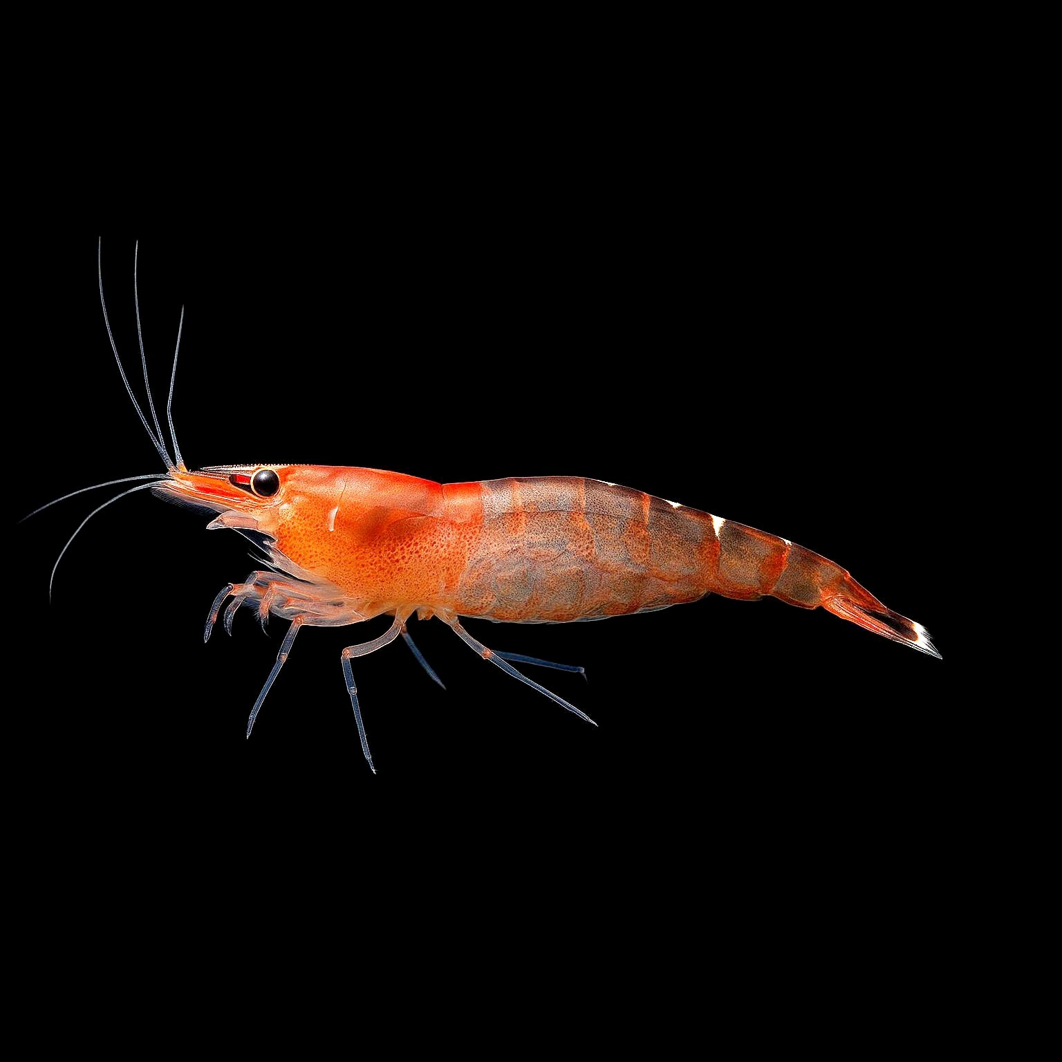 Caridina cf. babaulti "Malaya"