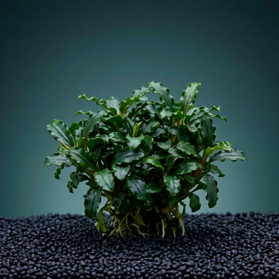 Anubias nana ´Mini Kirin´ / Dennerle-Plants