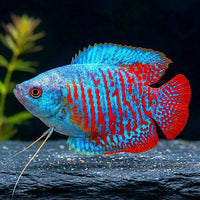 Fadenfische