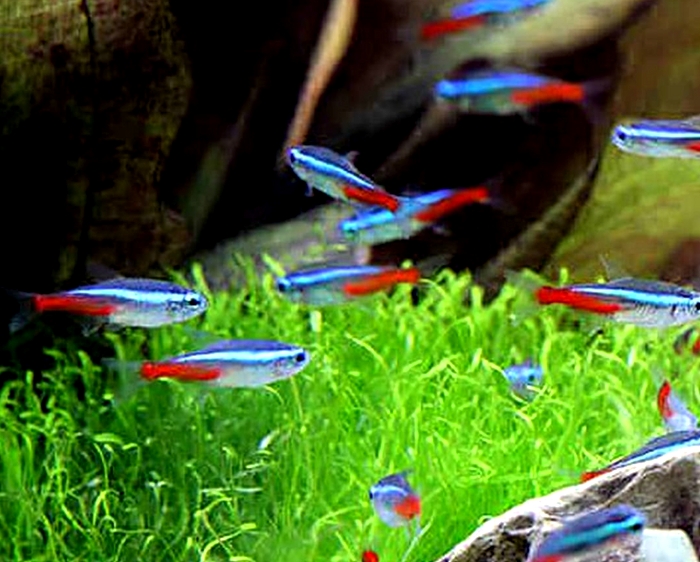 Neonsalmler – Paracheirodon innesi