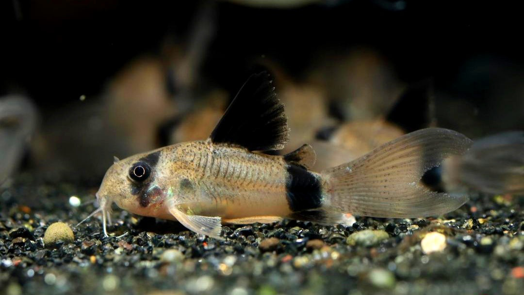 Panda Longfin Panzerwels - Corydoras panda Longfin aus Liebevoller Zucht