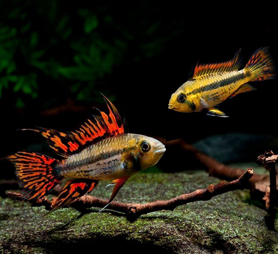 Apistogramma cacatuoides - Kakadu Zwergbuntbarsch - Double Red