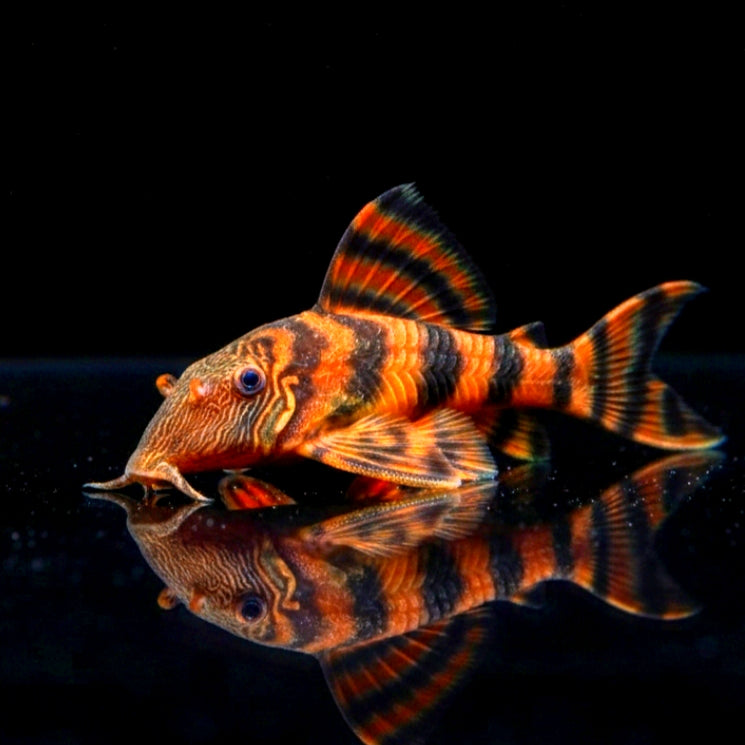 Tigerharnischwels – L002 – Panaqolus sp. 🐯🐟