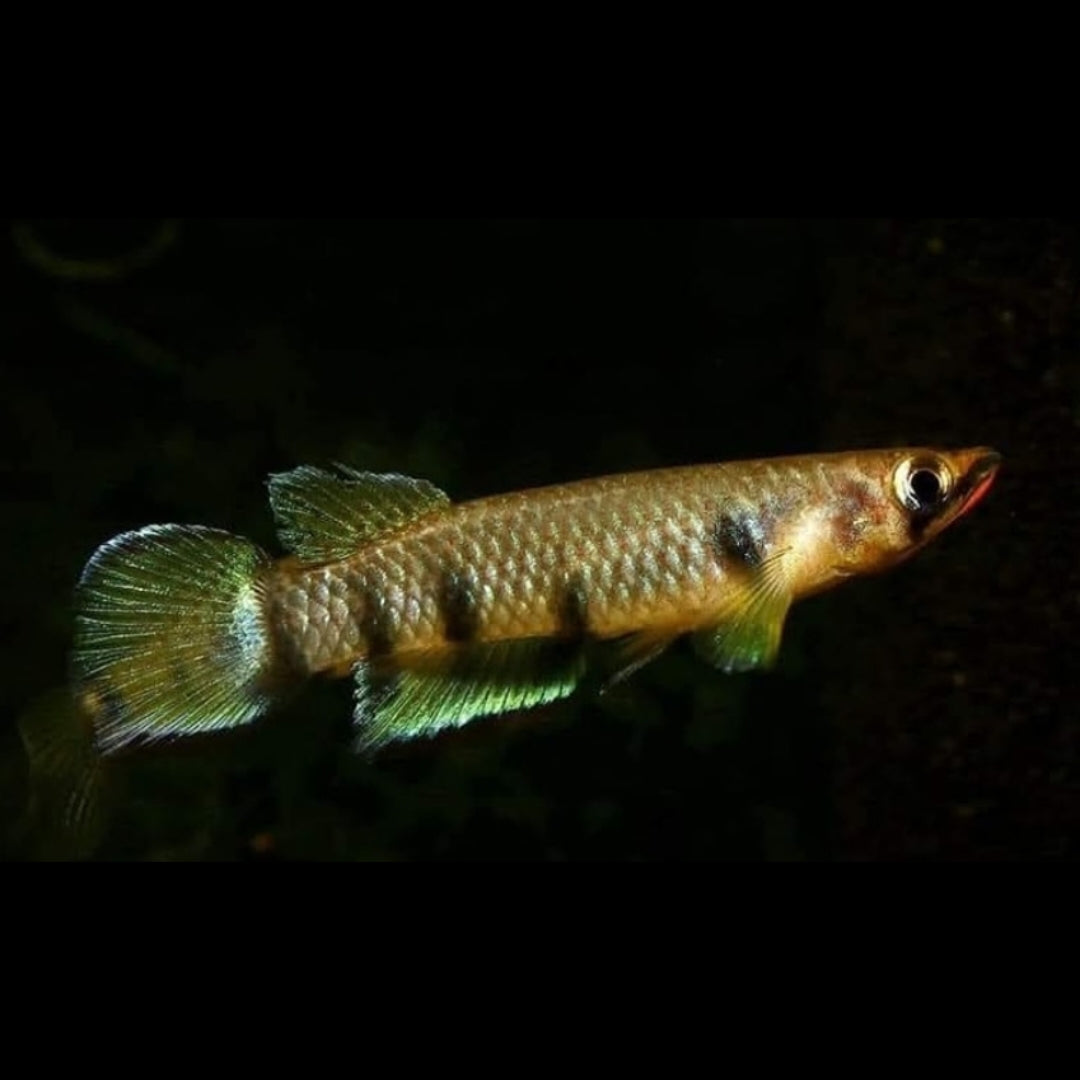 Querbandhechtling – Epiplatys dageti dageti 🐟🌿