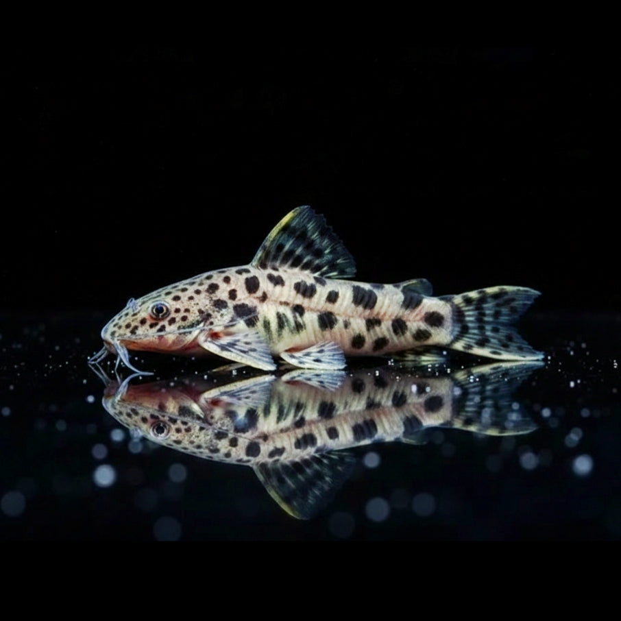 Gemalter Schwielenwels  

Megalechis thoracata