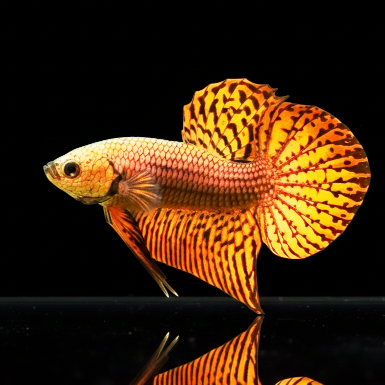 Betta splendens Kampffisch "Alien Red"