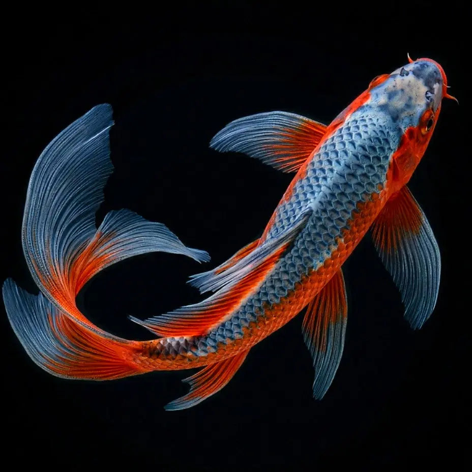Koi Butterfly Mix - Karpfen - Cyprinus carpio 🤍♥️🧡 AquaTimo