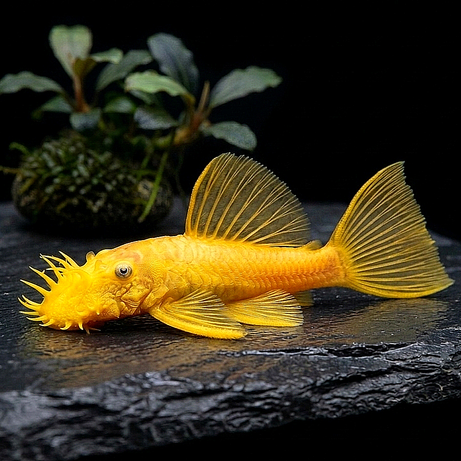 L144 Shortfin Snow White aus Liebevoller Zucht  - Antennenwels Ancistrus sp.