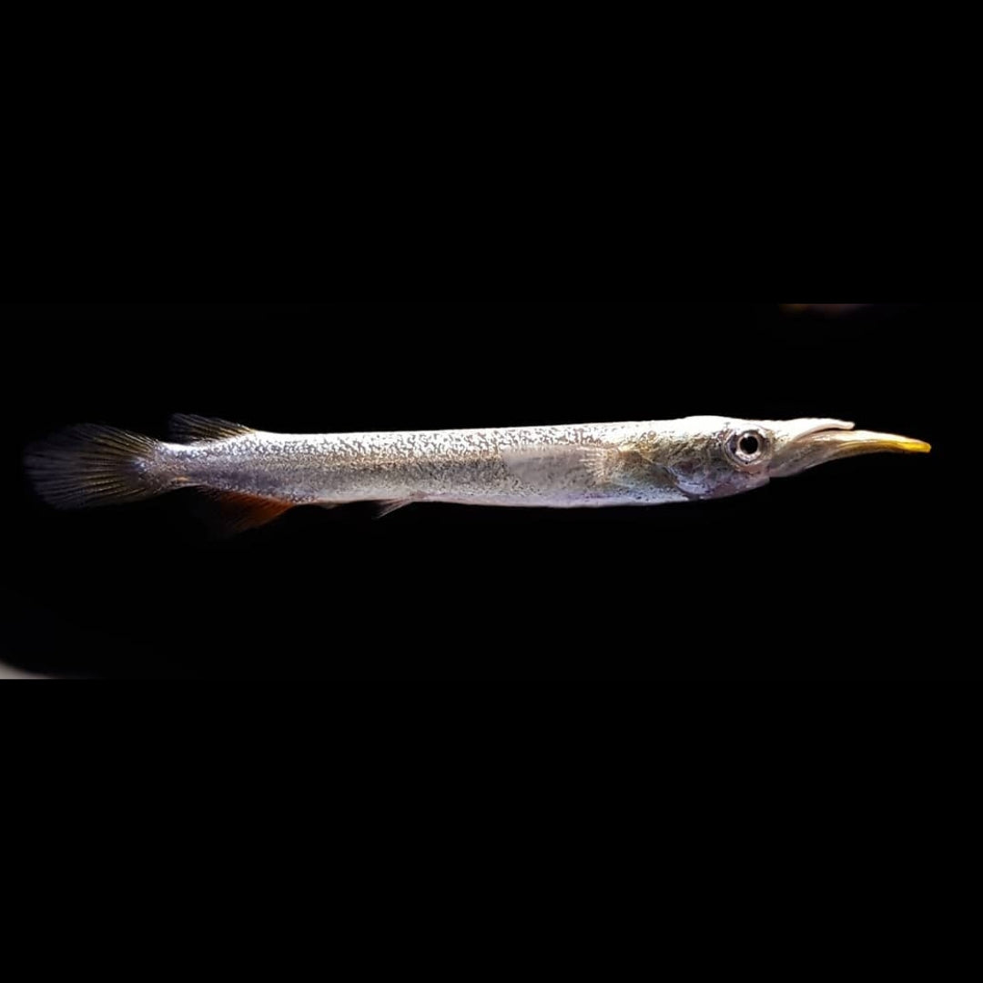 Halbschnabelhechtling "Silver" – Dermogenys pusilla 🐟✨