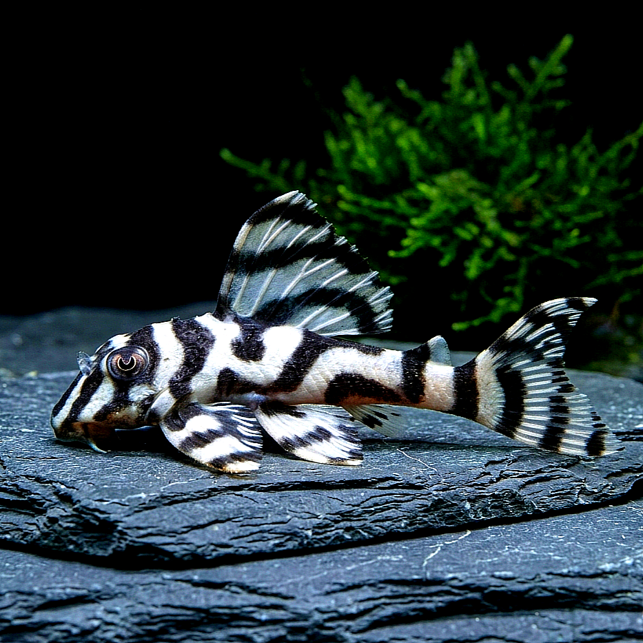 L236 Welse: Iriri-Harnischwels, Hypancistrus spec. ca 5 cm