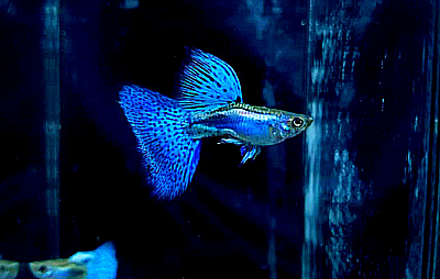 Hochzucht Guppy - Blue Grass