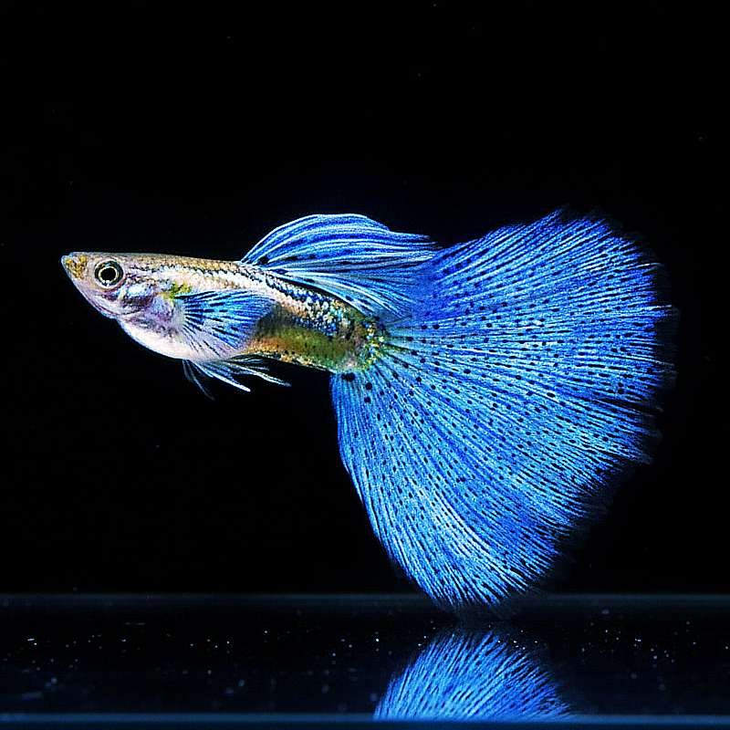 Hochzucht Guppy - Blue Grass