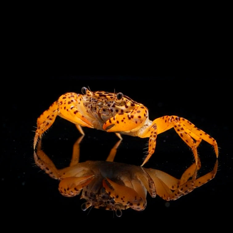 Unterwasserkrabbe „Panther“ (Parathelphusa pantherina)