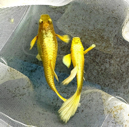 Full Gold - Hochzucht Guppys aus Liebevoller Zucht