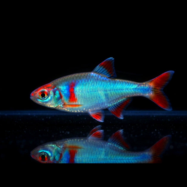 Rotflossenblauorfe – Notropis lutrensis (Cyprinella lutrensis)