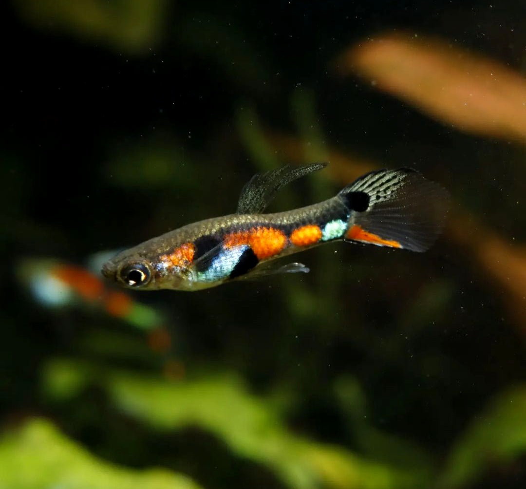 Endler Guppy - Naturform Guppys aus Liebevoller Zucht