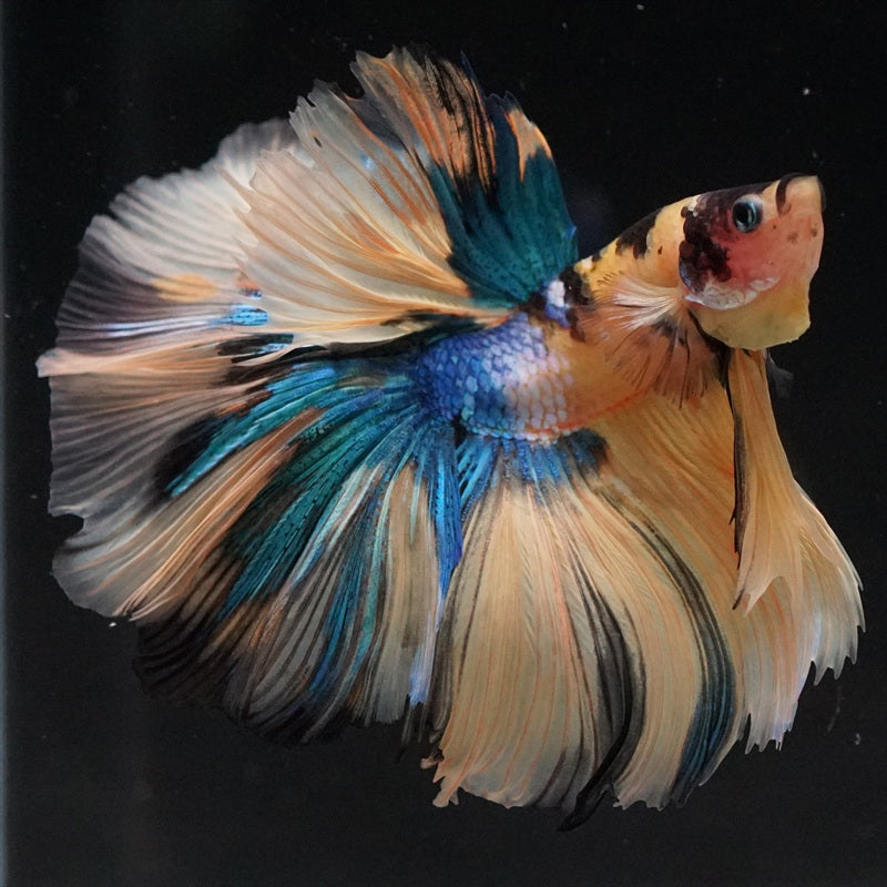 Betta splendens "Halfmoon Fancy Koi Nemo" – Farbenfroher Kampffisch mit spektakulärer Musterung