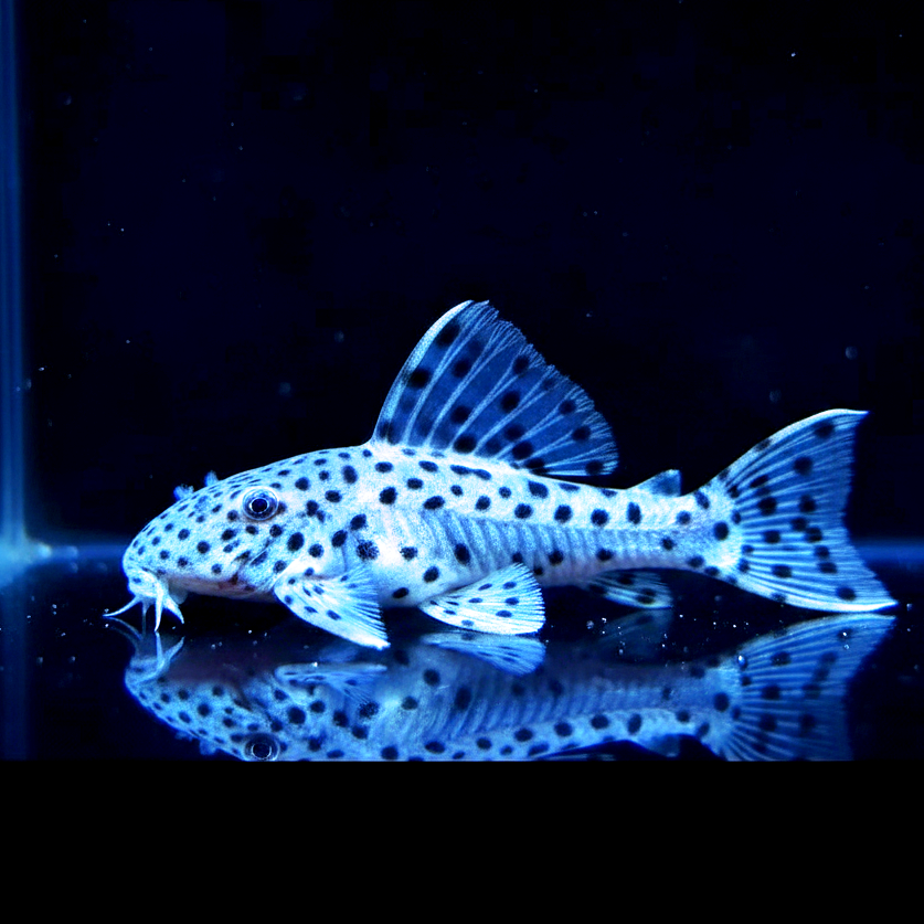 Weißflossen-Kaktuswels – L264 🤍🖤  
(Leporacanthicus joselimai)