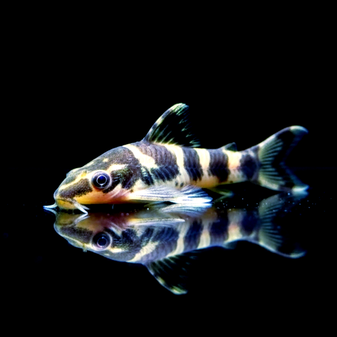 Zebra-Otocinclus – Otocinclus cocama 🦓🍃