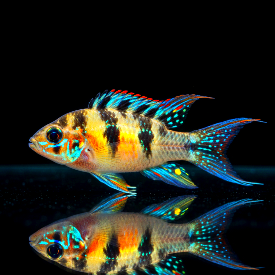 Schachbrett-Zwergcichlide – Crenicara filamentosa (Dicrossus filamentosus)