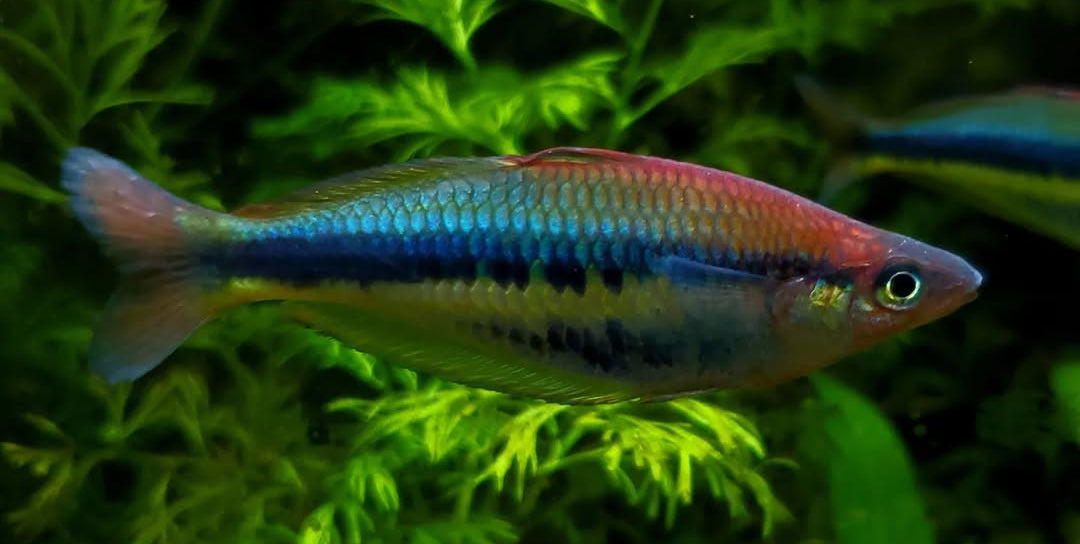 Allens Regenbogenfisch "Siriwo" – Chilatherina alleni "Siriwo" 🌈🐟