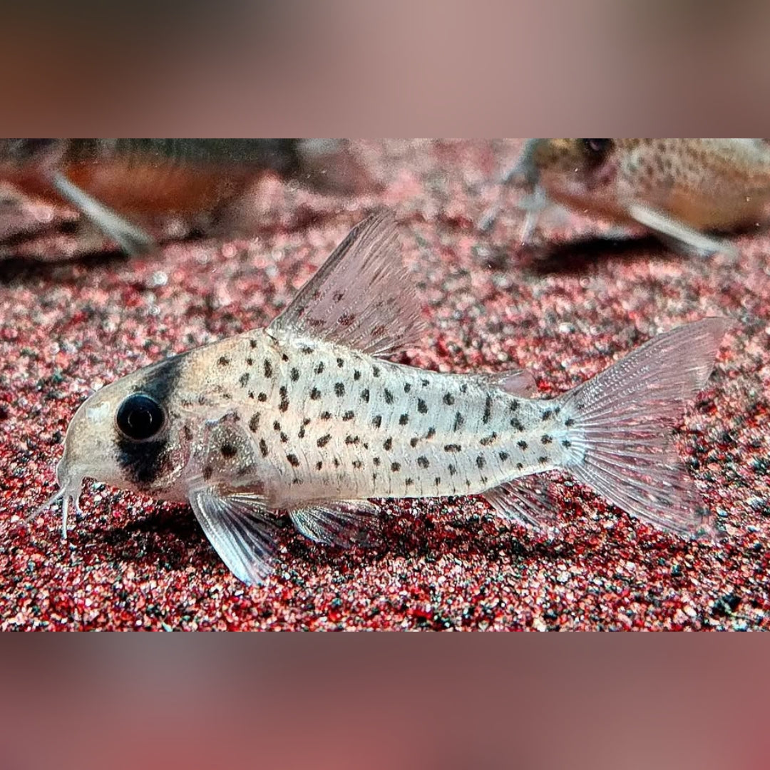 Fleckpanzerwels – Hoplisoma atropersonatum 🐠🖤