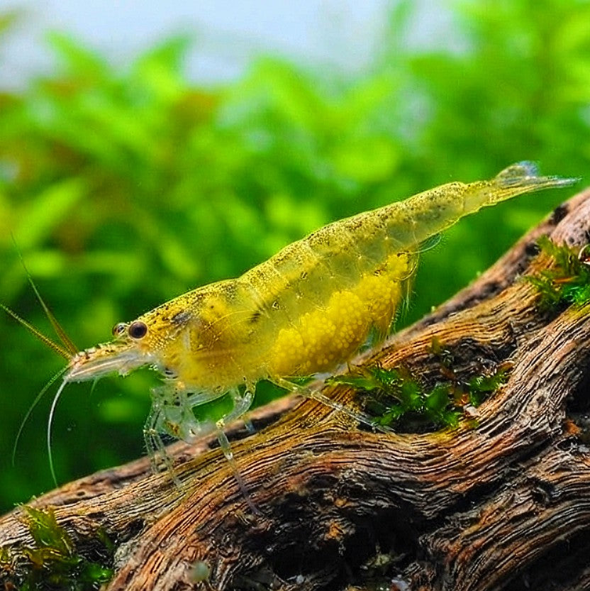 Caridina multidentata - Amanogarnele - Gelb 💛