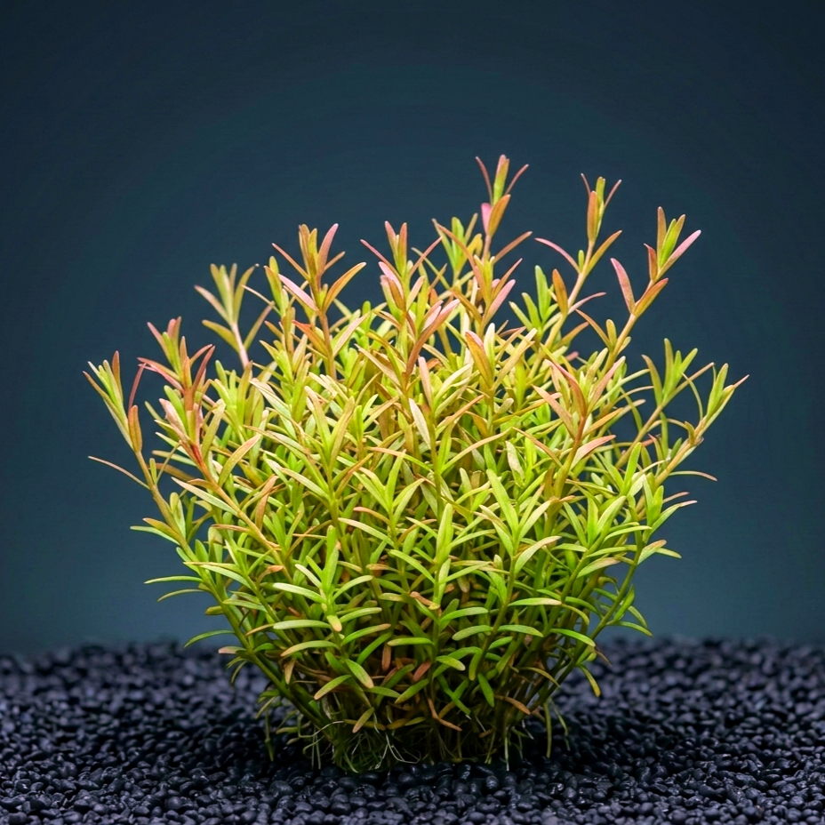 Juncus repens CUP / Dennerle-Plants