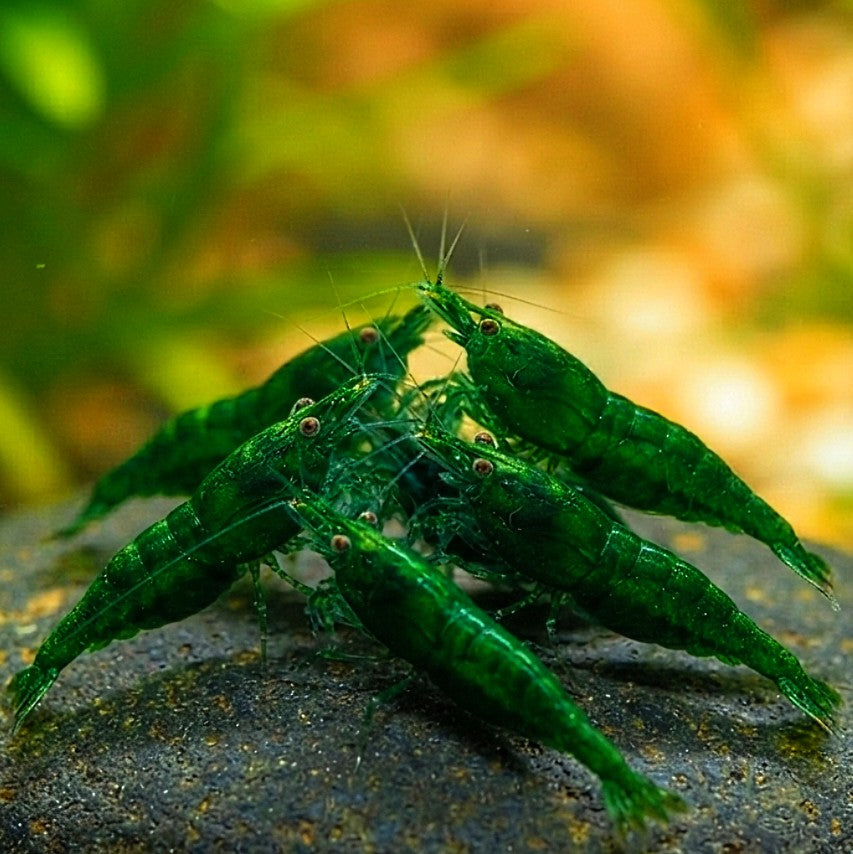 Neocaridina davidi - 💚 Green Jade Garnele