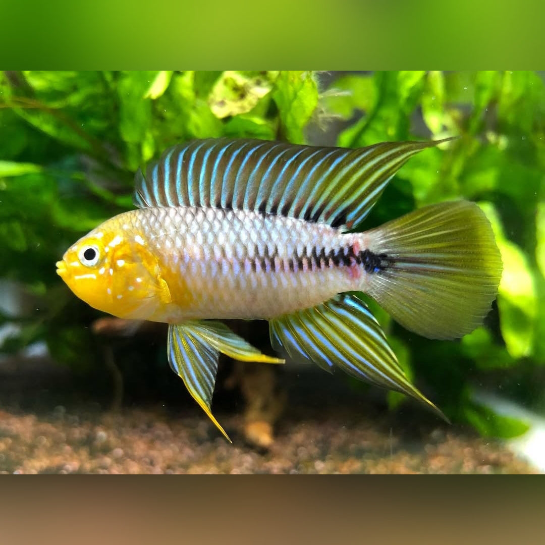 Apistogramma borellii "Yellow Paraguay" 🌟🐟