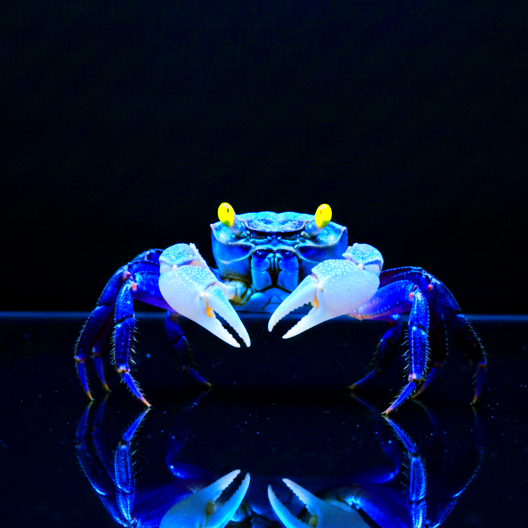 Vampirkrabbe „Blue Dream“