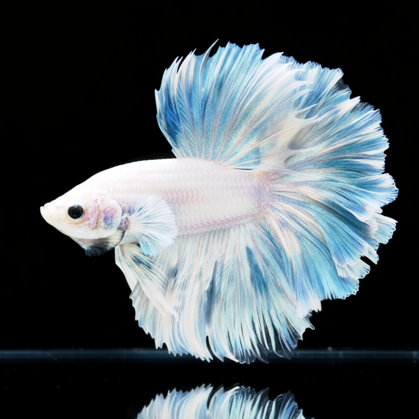 Betta splendens "Halfmoon Full White" – Eleganter Kampffisch in reinem Weiß