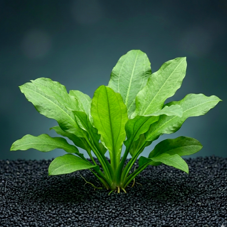 Echinodorus grisebachii 'Tropica' / Dennerle-Plants