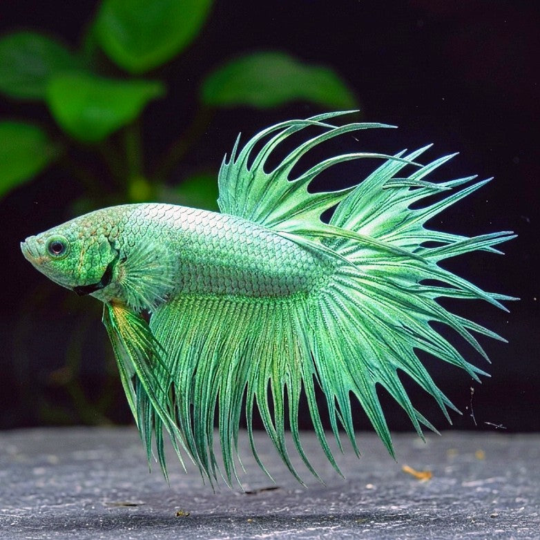 Kampffisch Betta splendens – Crowntail Green