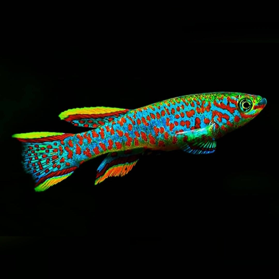 Gardners Prachtkärpfling – Fundulopanchax gardneri 🌈🐟