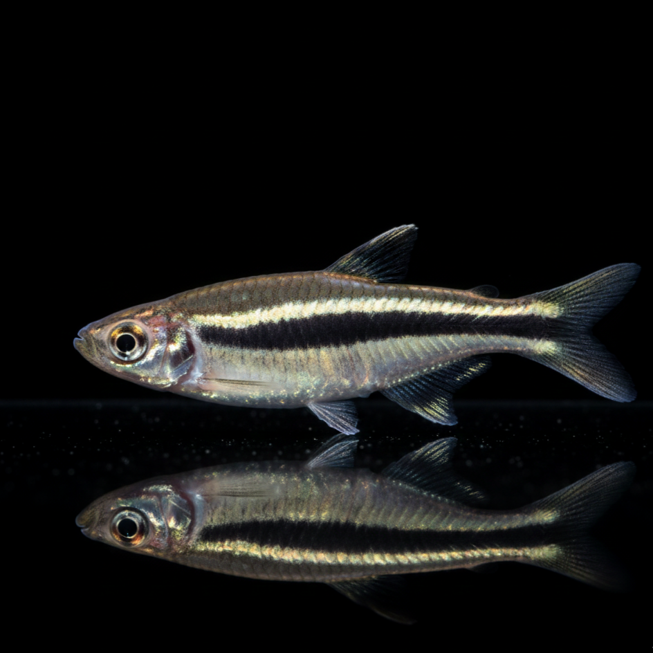 Halbstreifen-Federsalmler – Hemiodus semitaeniatus