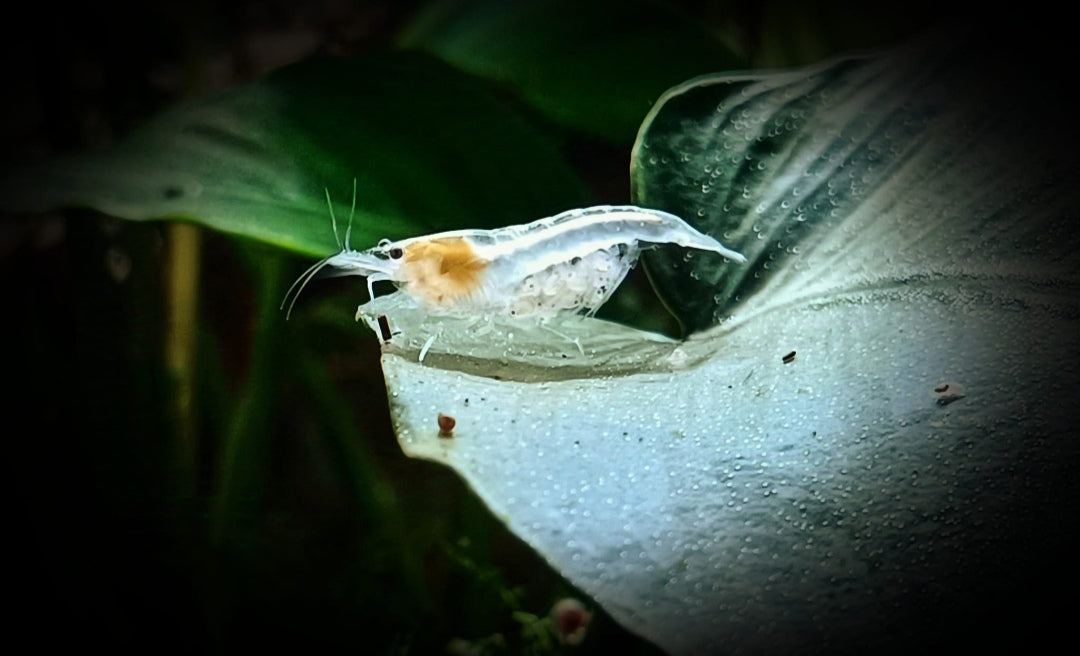 White Pearl Garnelen - Neocaridina