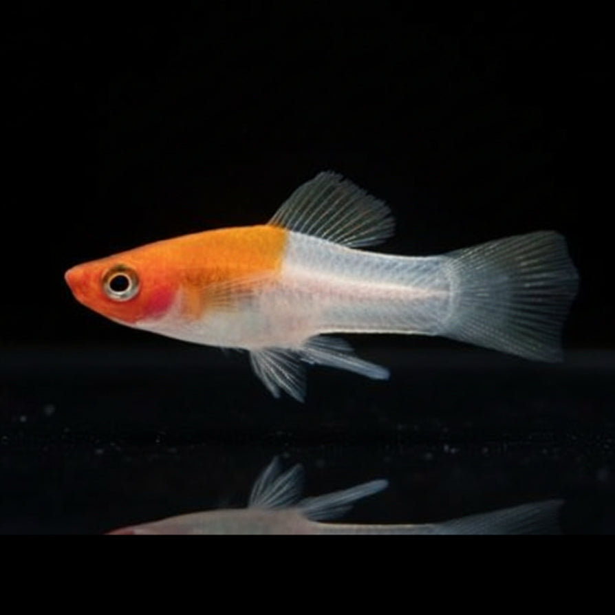 Schwertträger - Xiphophorus helleri  „Koi Kohaku Wagtail“