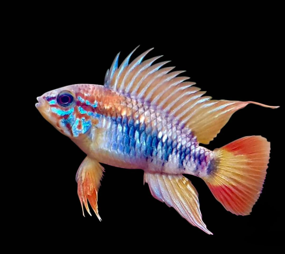 Villavicencio Zwergbuntbarsch – Apistogramma macmasteri 🐠🇨🇴