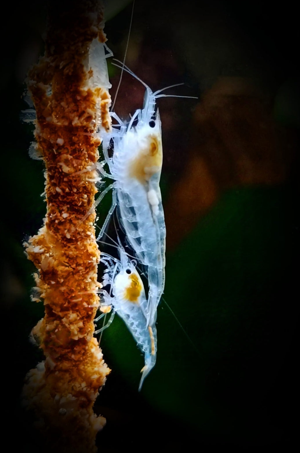 White Pearl Garnelen - Neocaridina