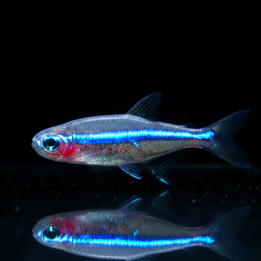 Blauer Neon – Paracheirodon simulans 🌈🐟